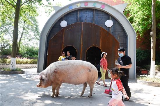 2020年5月，“猪坚强”在猪型独栋别墅前散步，和游客互动。